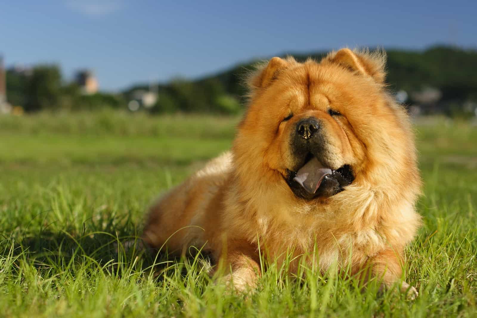 chow-chow on the green grass