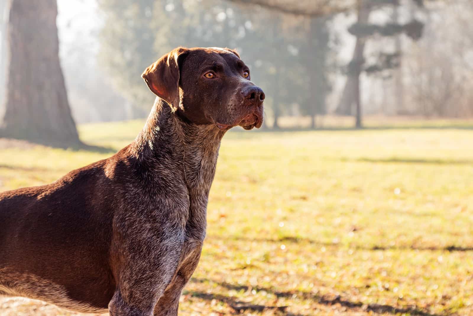 close shot of German Shorthaired Pointer looking away