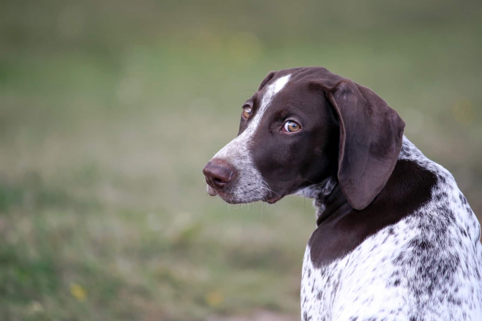 close shot of German Shorthaired Pointer