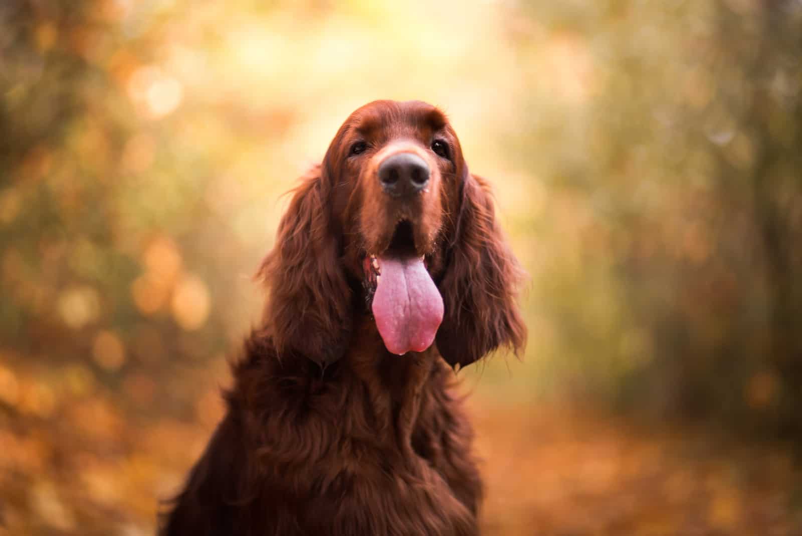 close shot of Irish Setter