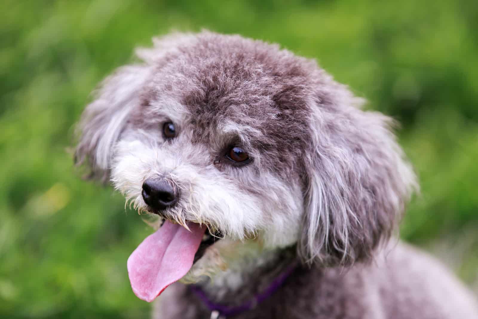 close shot of Schnoodle stanidng outside