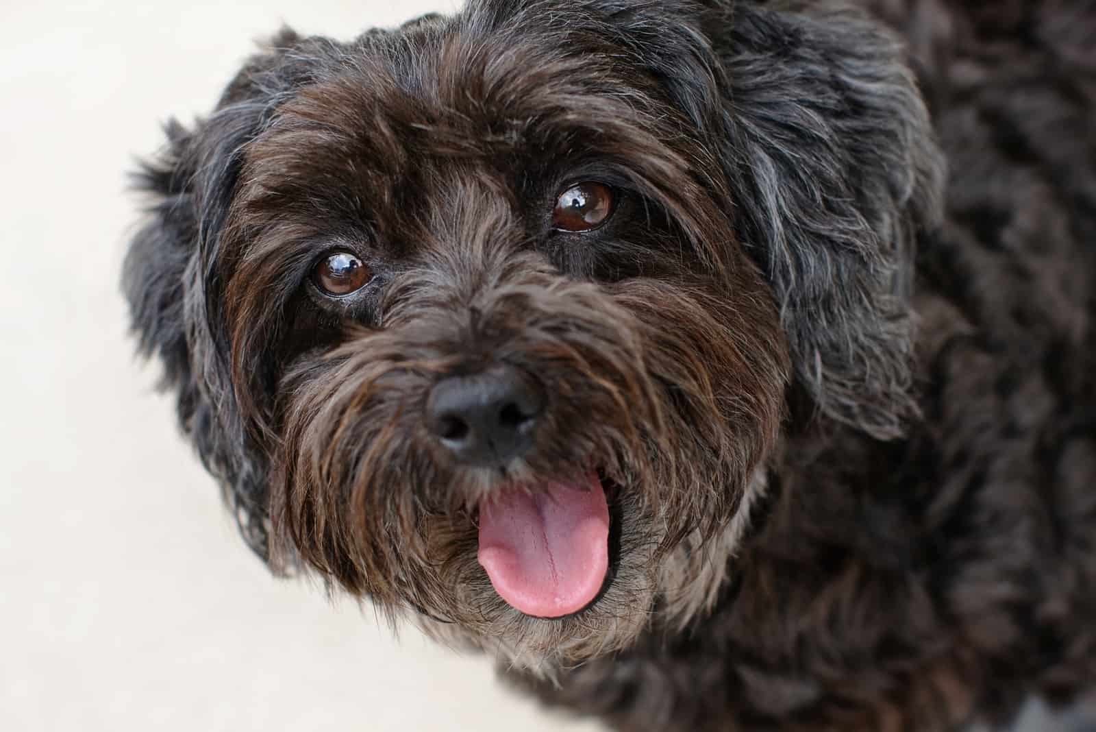 close shot of Schnoodle