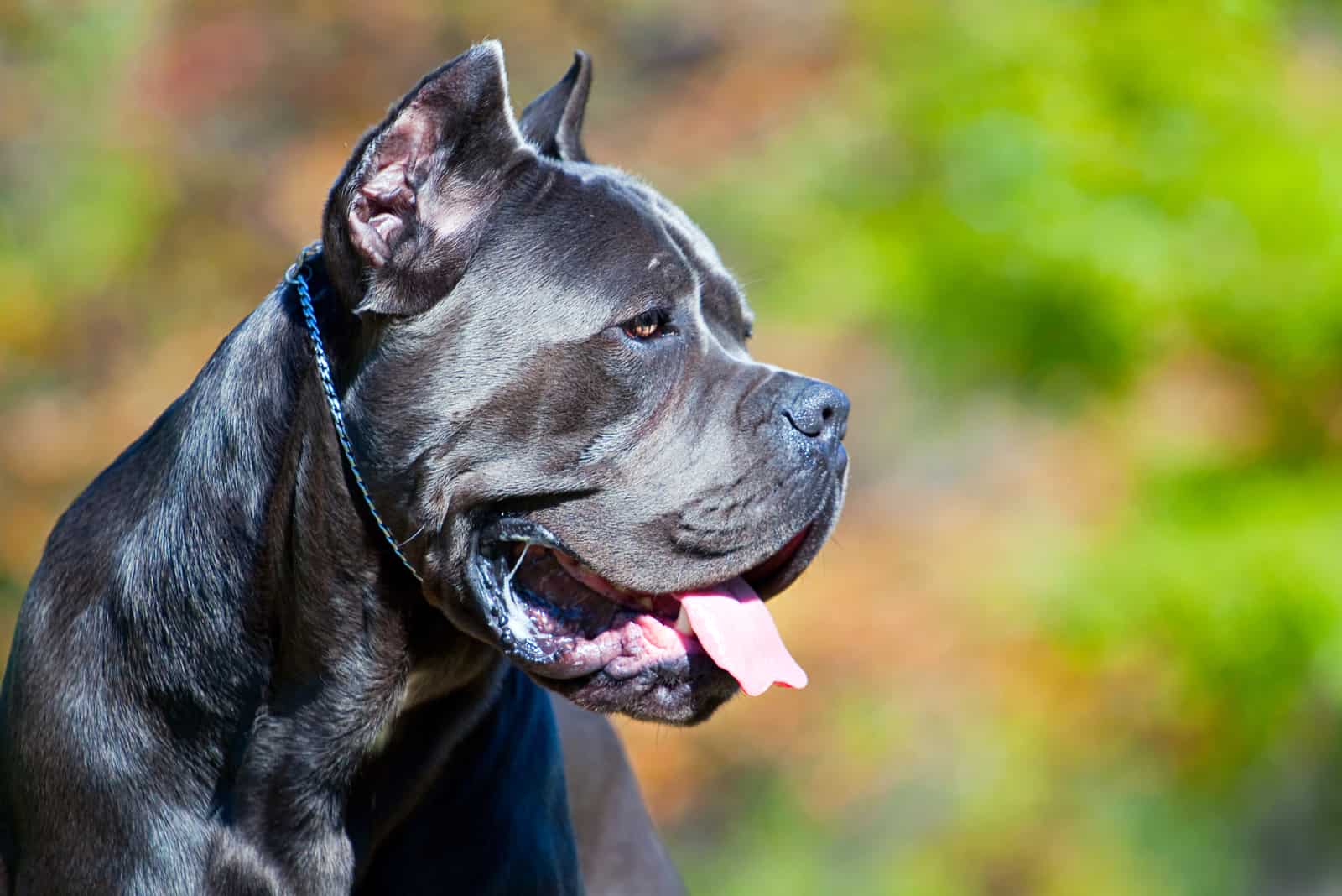 close up of dog standing outside looking away