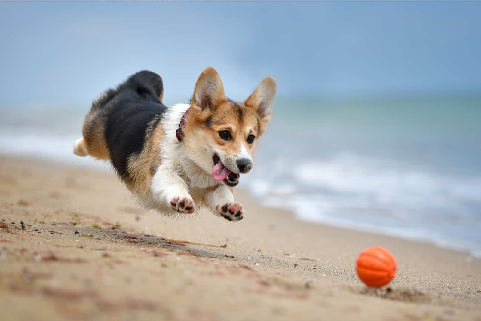 corgi running on beach