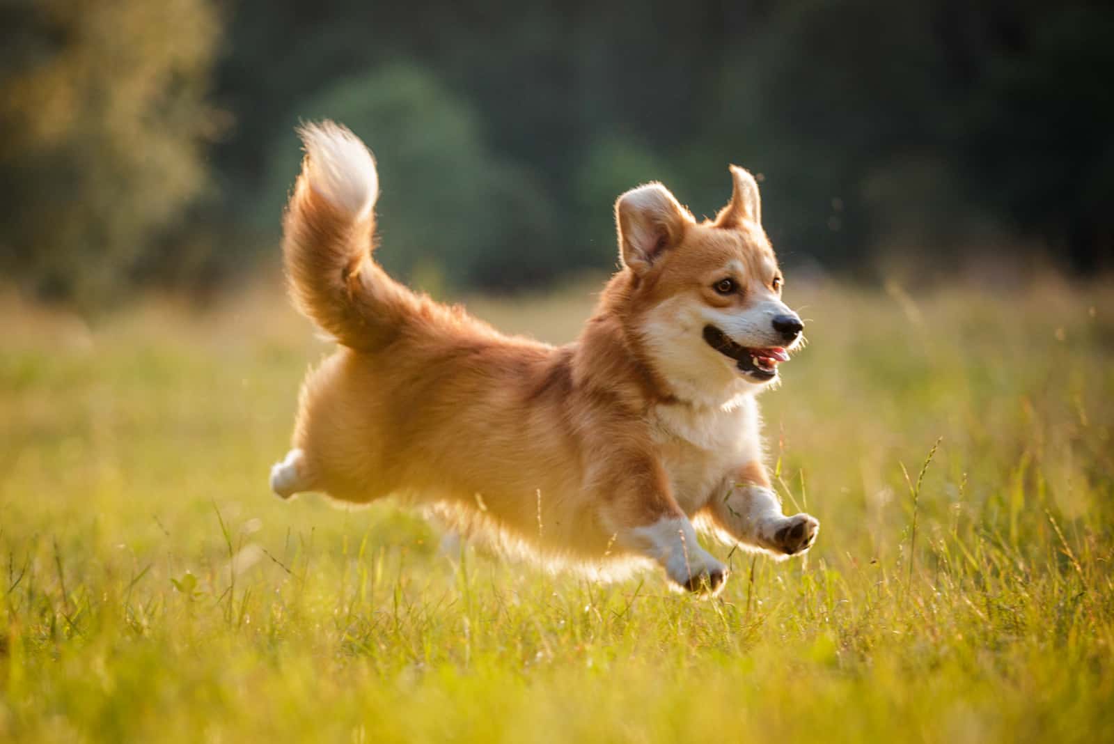 corgi running outside on field