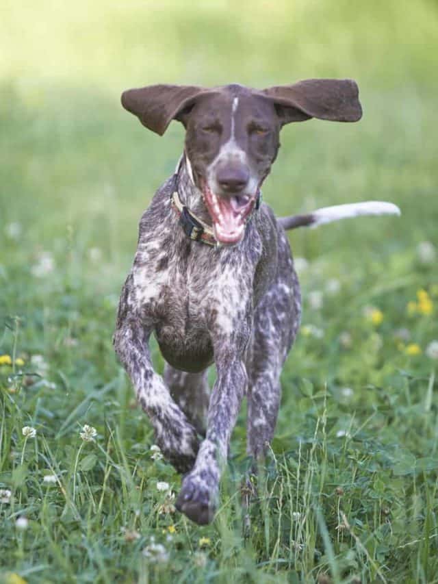 German Shorthaired Pointer runs on the grass
