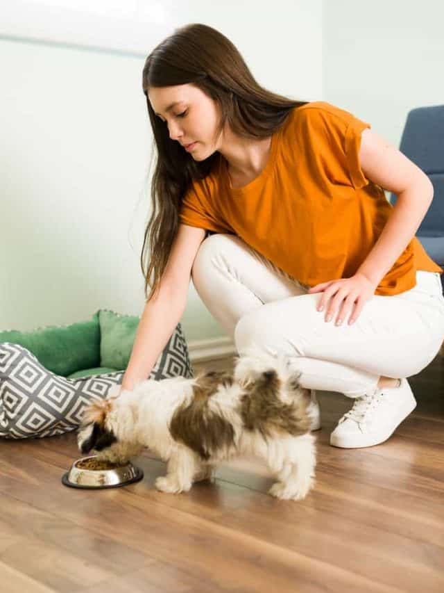 Gorgeous young woman giving dog food on a bowl