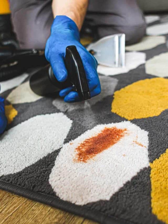 5 Steps To Clean Diarrhea Out Of Carpet - PupVine