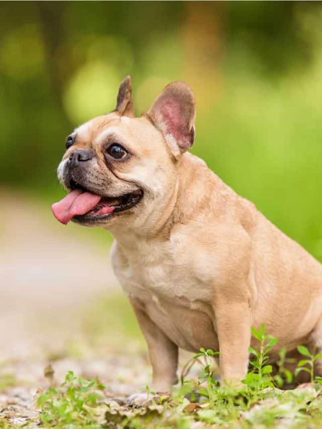 5 Dog Tongue Colors That Tell You Everything About Your Dog's Health