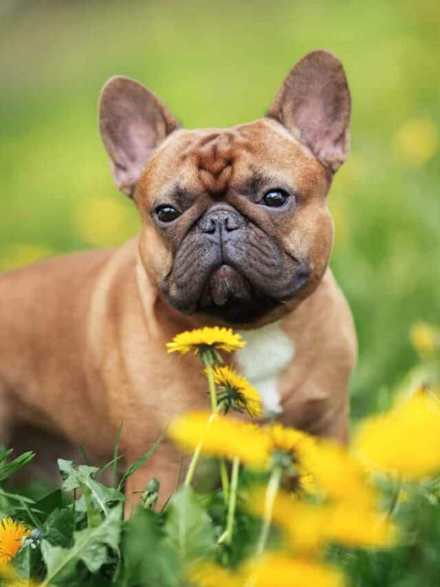 9 French Bulldog Mixes Different Kinds of Frenchie Perfection PupVine