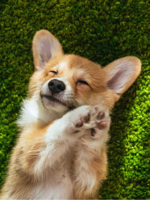 7 Adorable Mixes That Will Make You Go ‘Awwww!’ PupVine