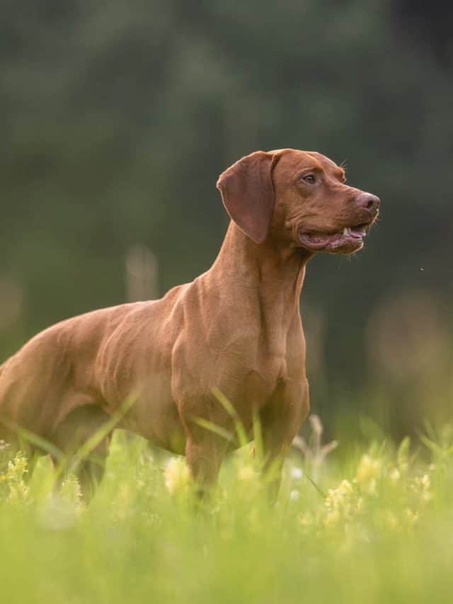 5 Things You Should Know About The Vizsla Growth Chart PupVine