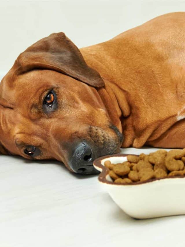 dog unable to eat food