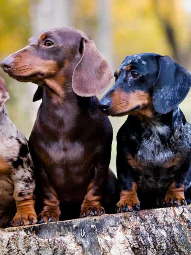 Teacup Miniature Dachshund 5 Facts About The Tiniest Wiener Dog PupVine