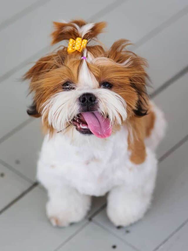 11 Best Lap Dog Breeds for Apartment Living PupVine