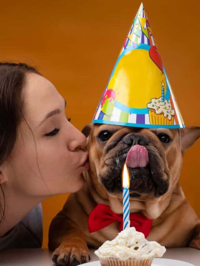 9 Dog Birthday Captions for That Special Day