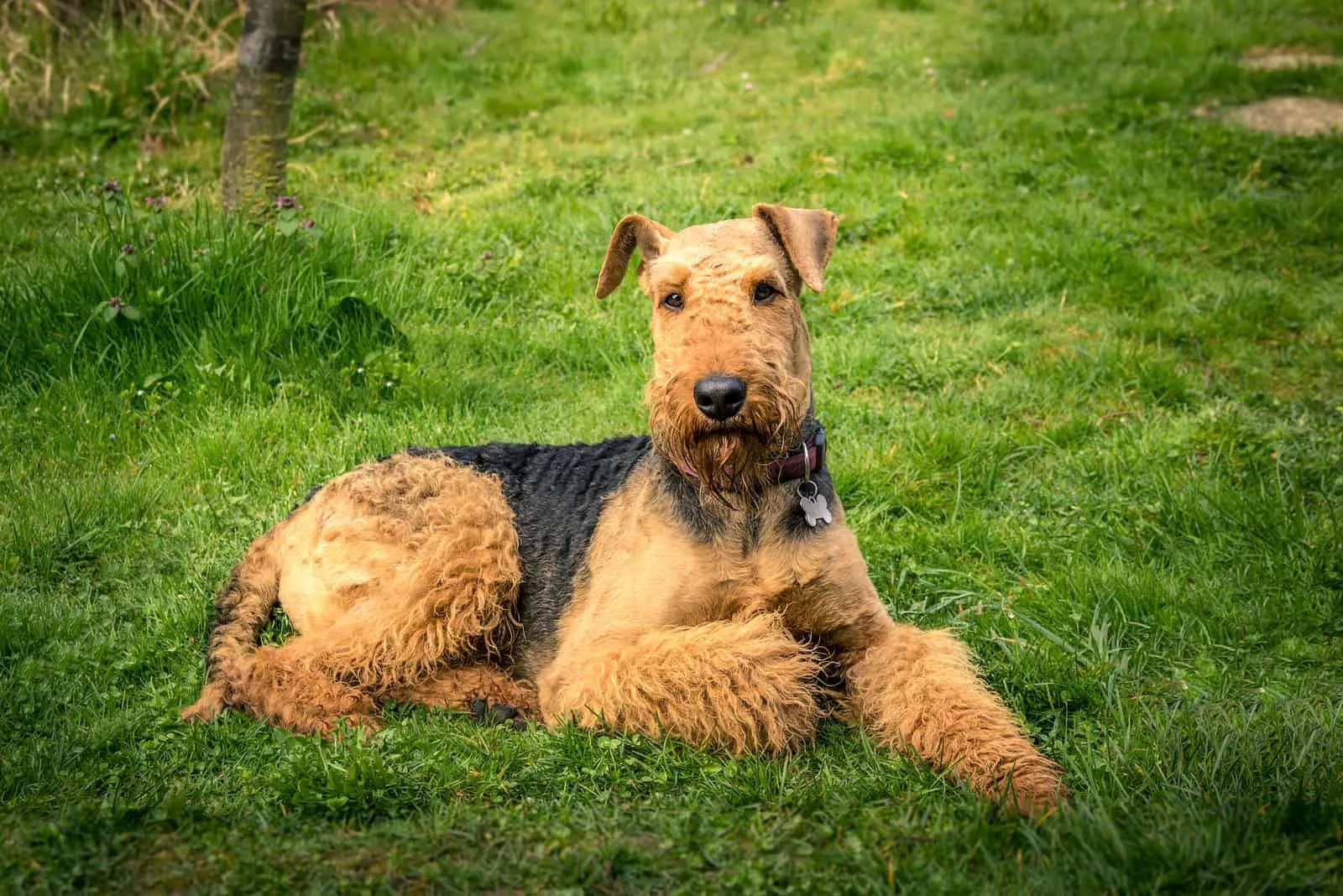 cute Airedale Terrier sitting on grass