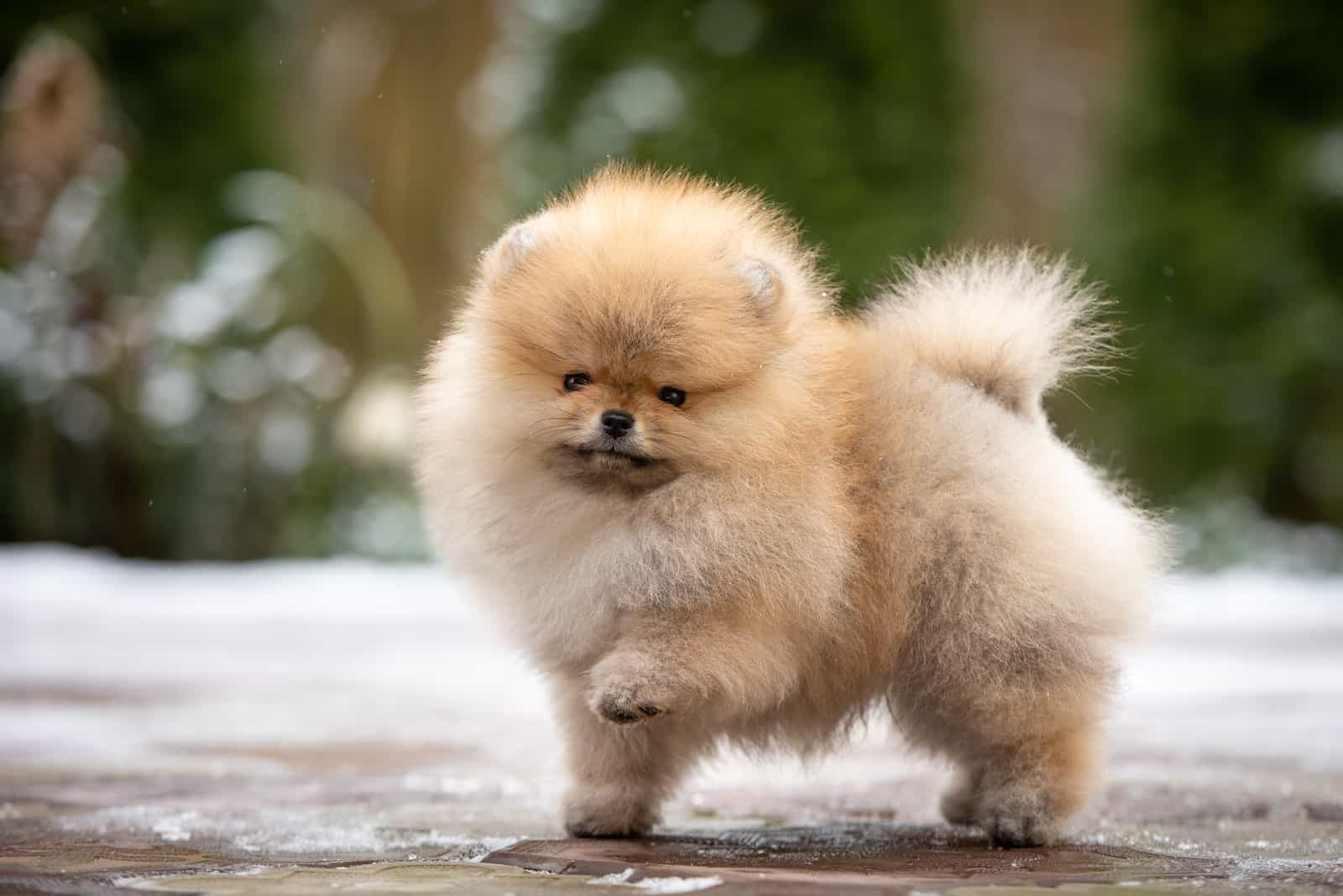 cute Pomeranian 