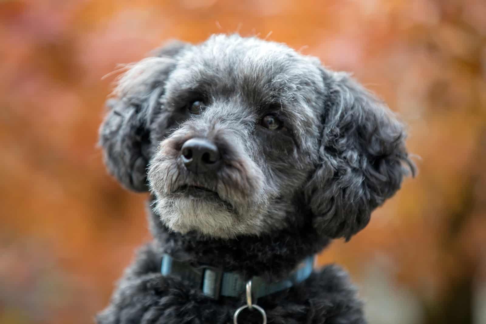 cute Schnoodle looking away