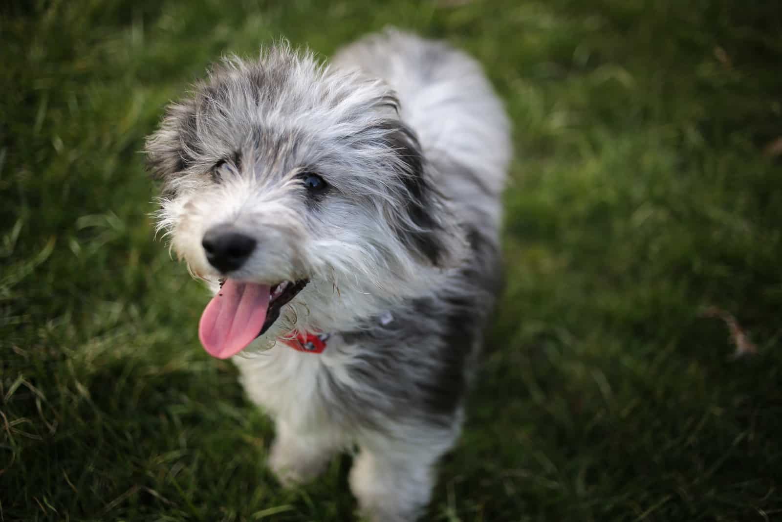 cute aussiedoodle puppy with tongue out