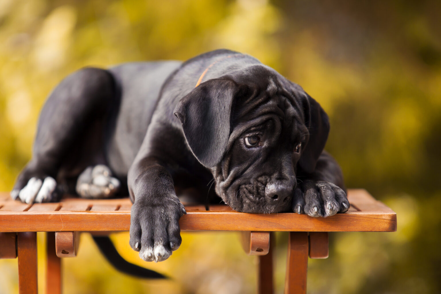 The 5 Most Reliable Cane Corso Breeders In