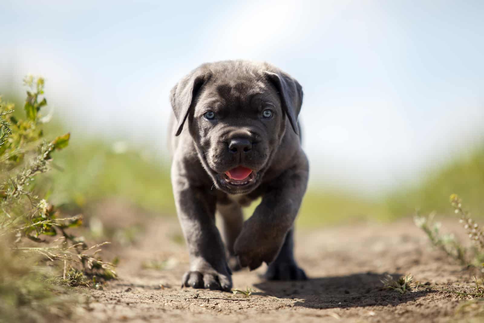 cute cane corso puppy outdoor standing