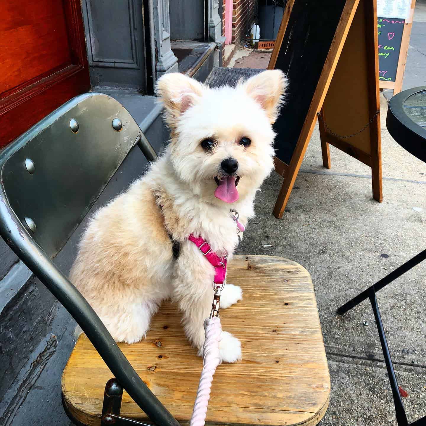 cute pomapoo sitting on the chair