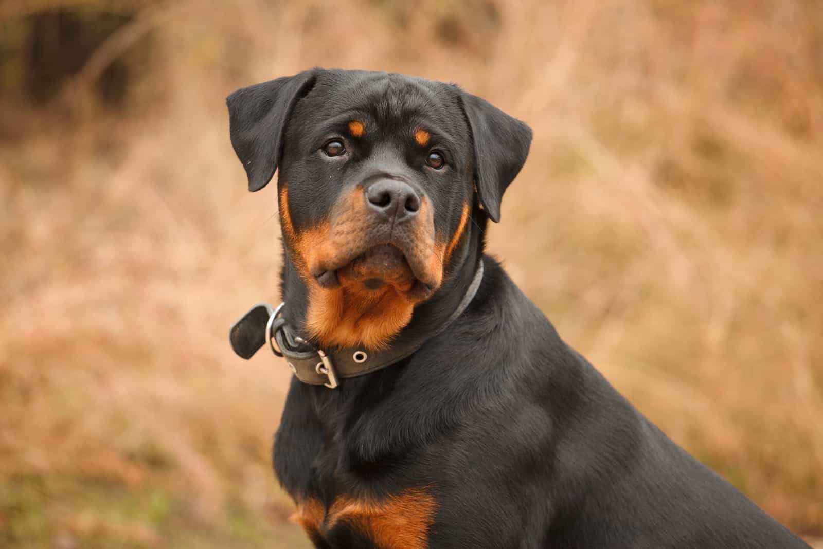 dog of breed a Rottweiler on walk