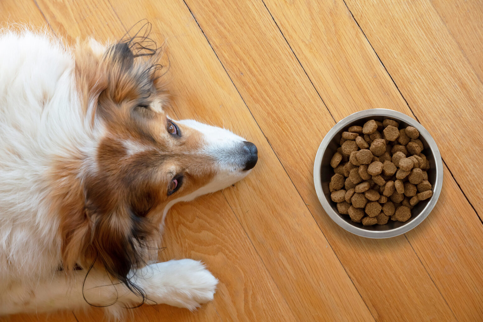 What To Feed A Sick Dog With No Appetite We Are Here To Help You