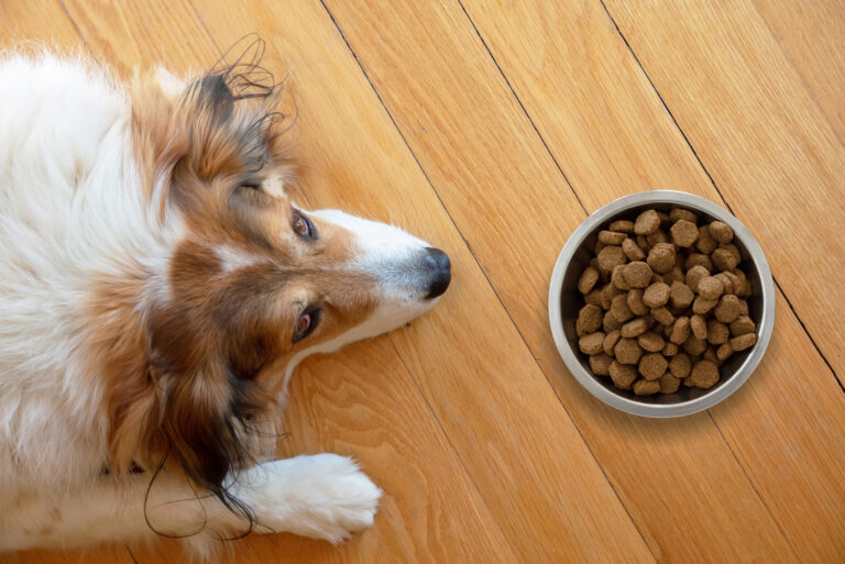 What To Feed A Sick Dog With No Appetite We Are Here To Help You