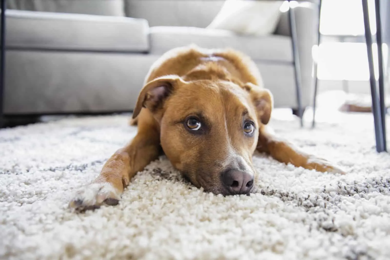 Why Does My Dog Rub His Face On The Carpet
