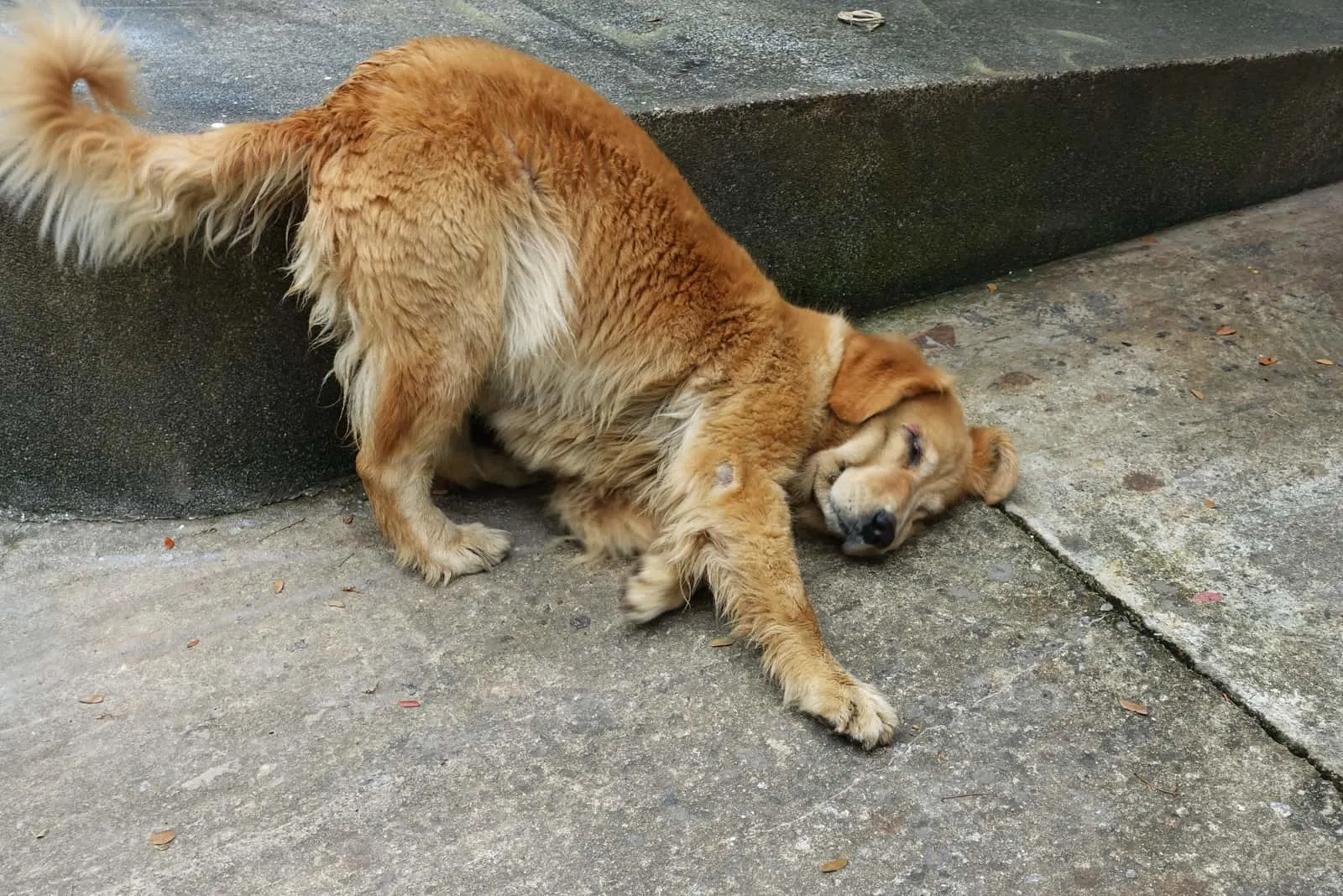 why does my dog rub his face on the ground