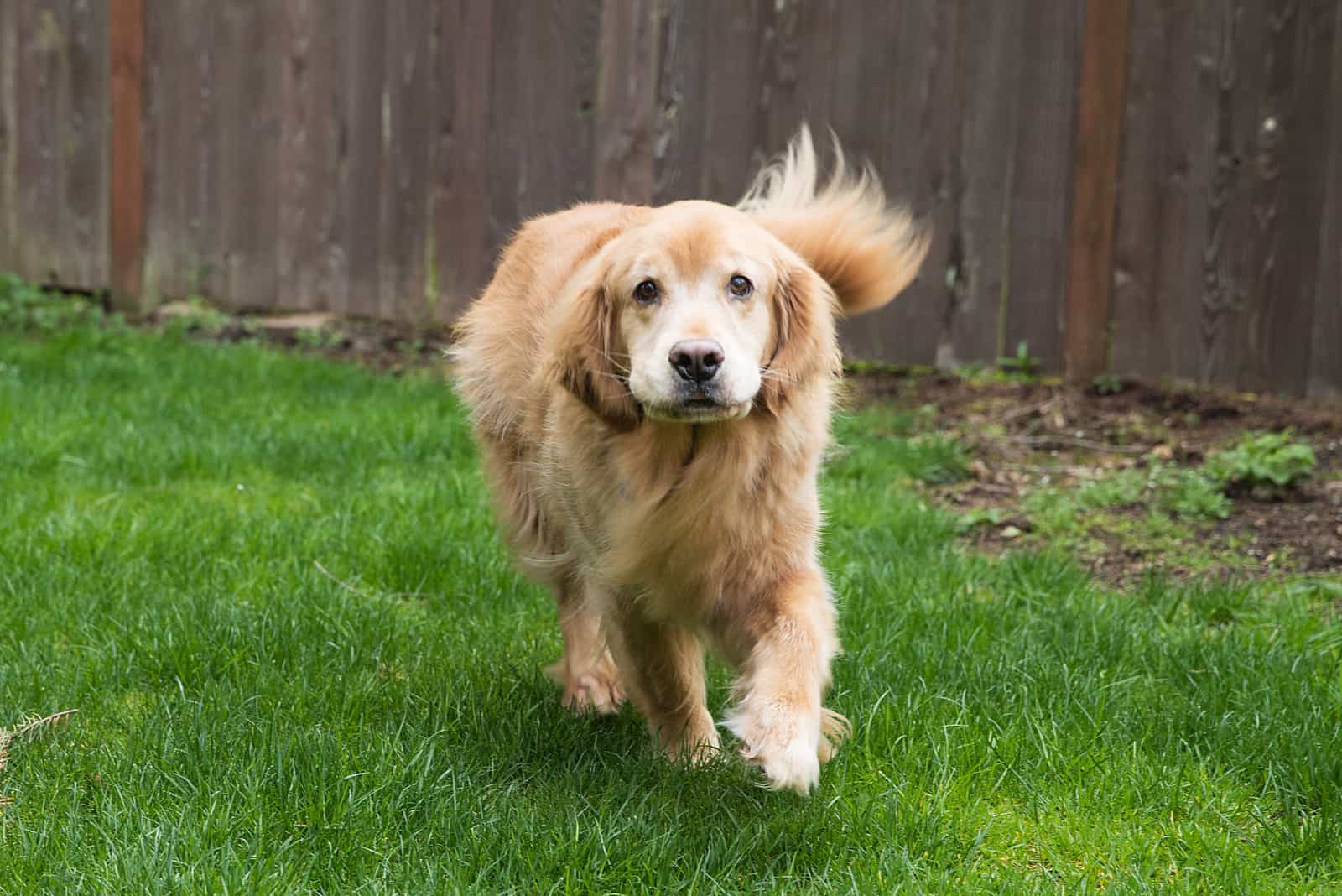 dog running on grass