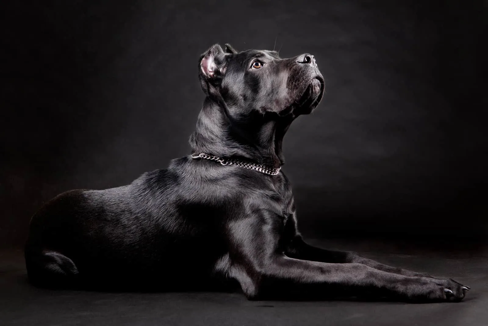 dog sitting with black background