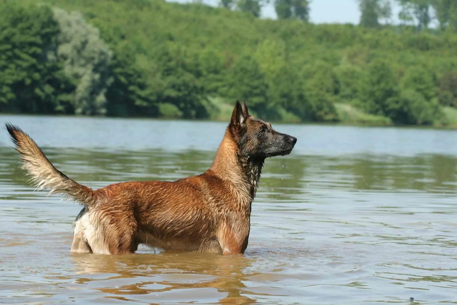 dog standing in lake