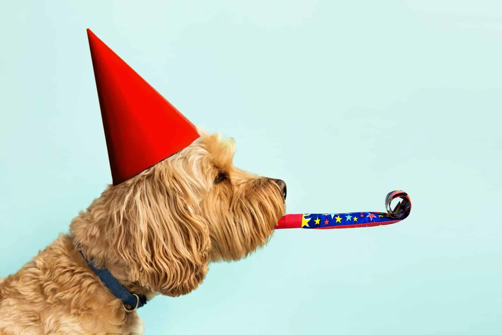 do dogs know when its their birthday