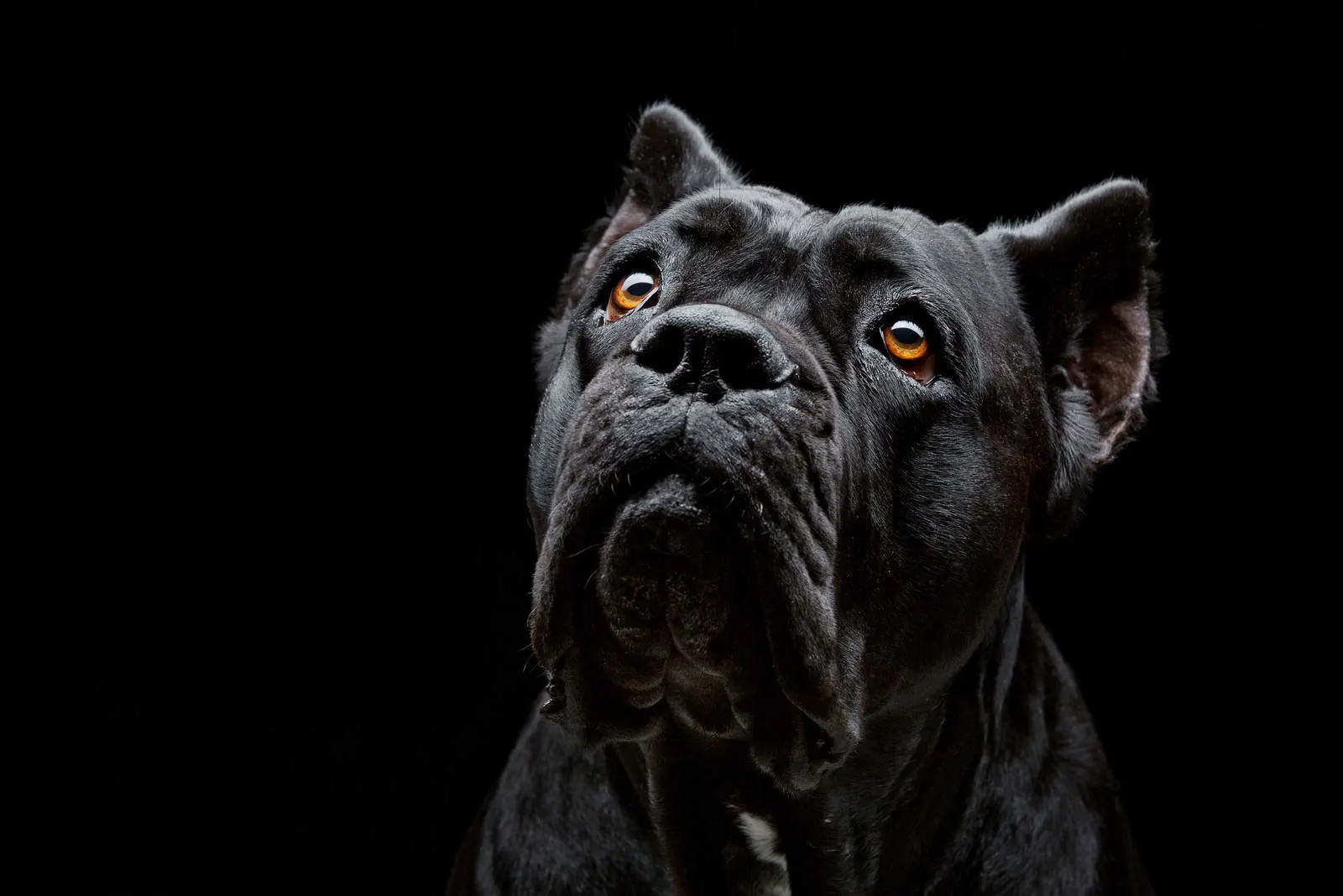 dog with brown eyes with black background