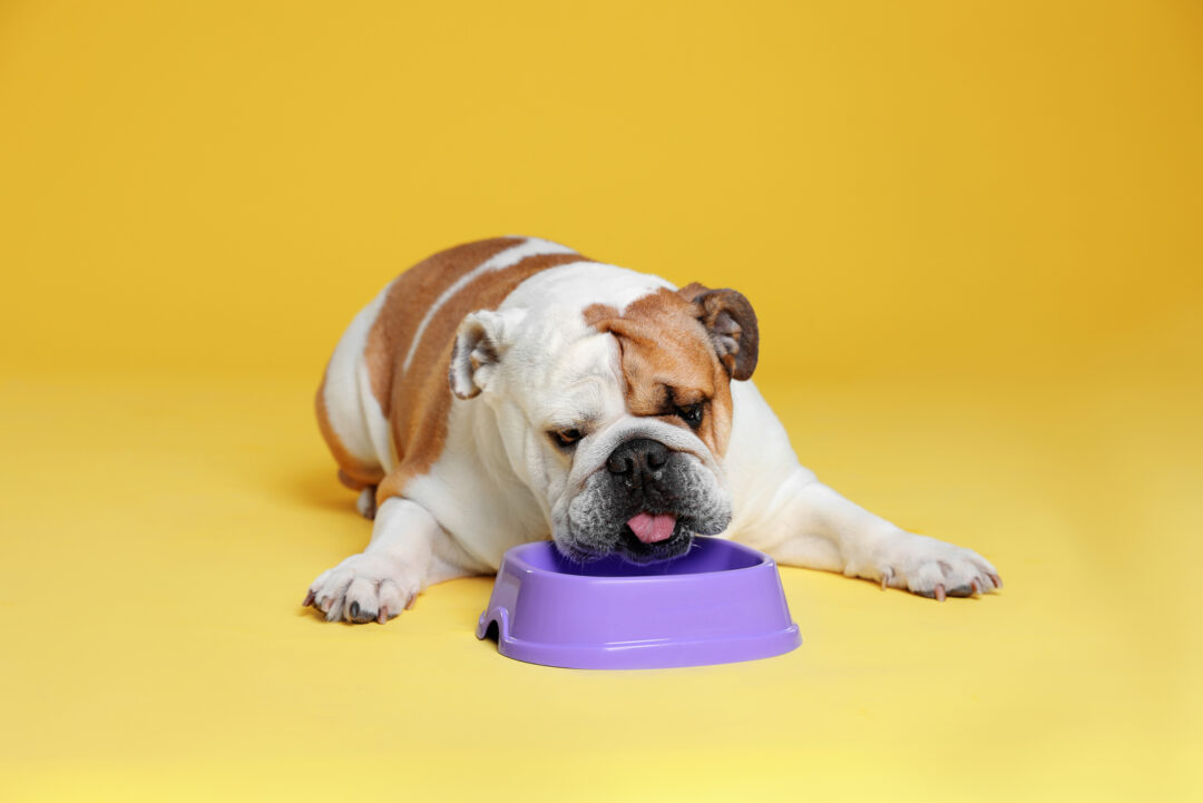 What To Feed A Sick Dog With No Appetite We Are Here To Help You what-to-feed-a-sick-dog-with-no-appetite-we-are-here-to-help-you