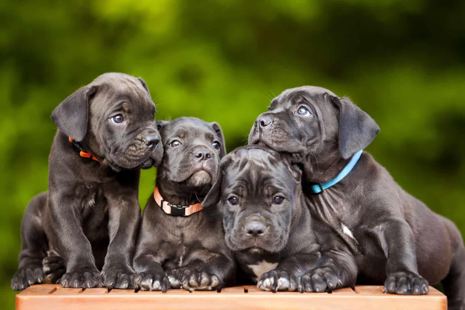 four black cane corso puppies outside