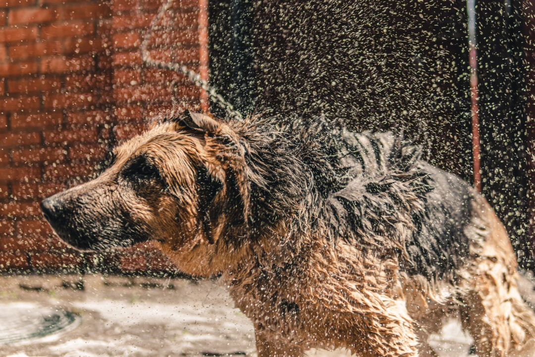 How Often Should You Bathe A German Shepherd? 10 Bathing Tips