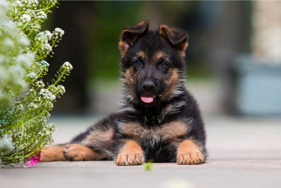 13 Best German Shepherd Breeders In Washington