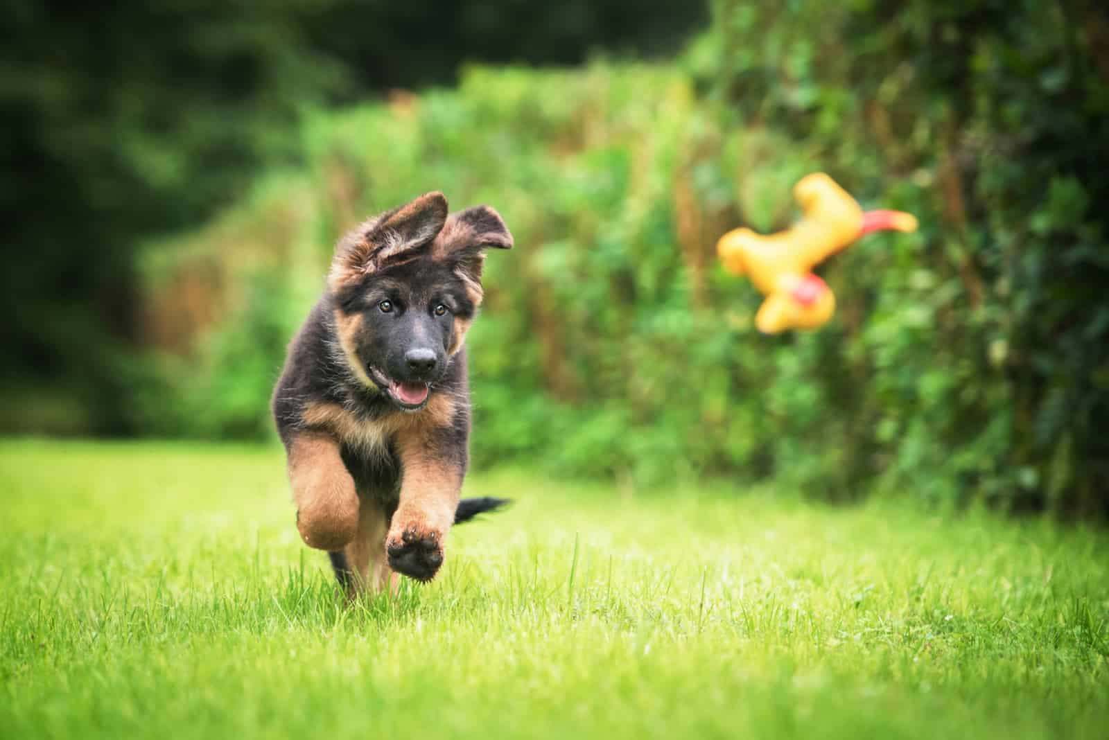 german shepherd puppy running after toy