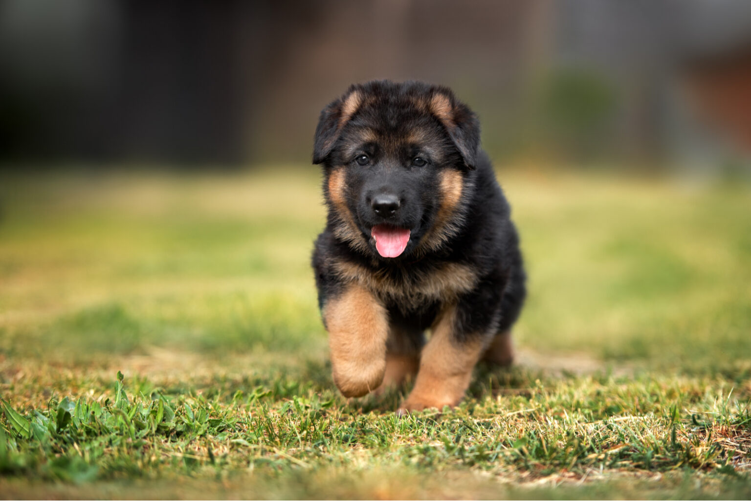 The 7 Best German Shepherd Breeders In Pennsylvania