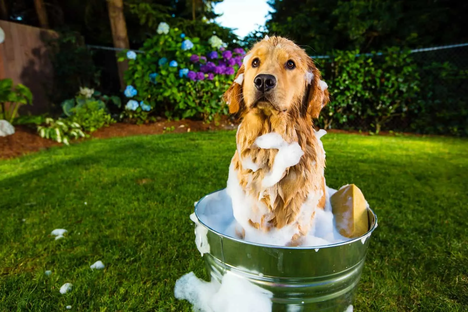 how often should you wash your golden retriever