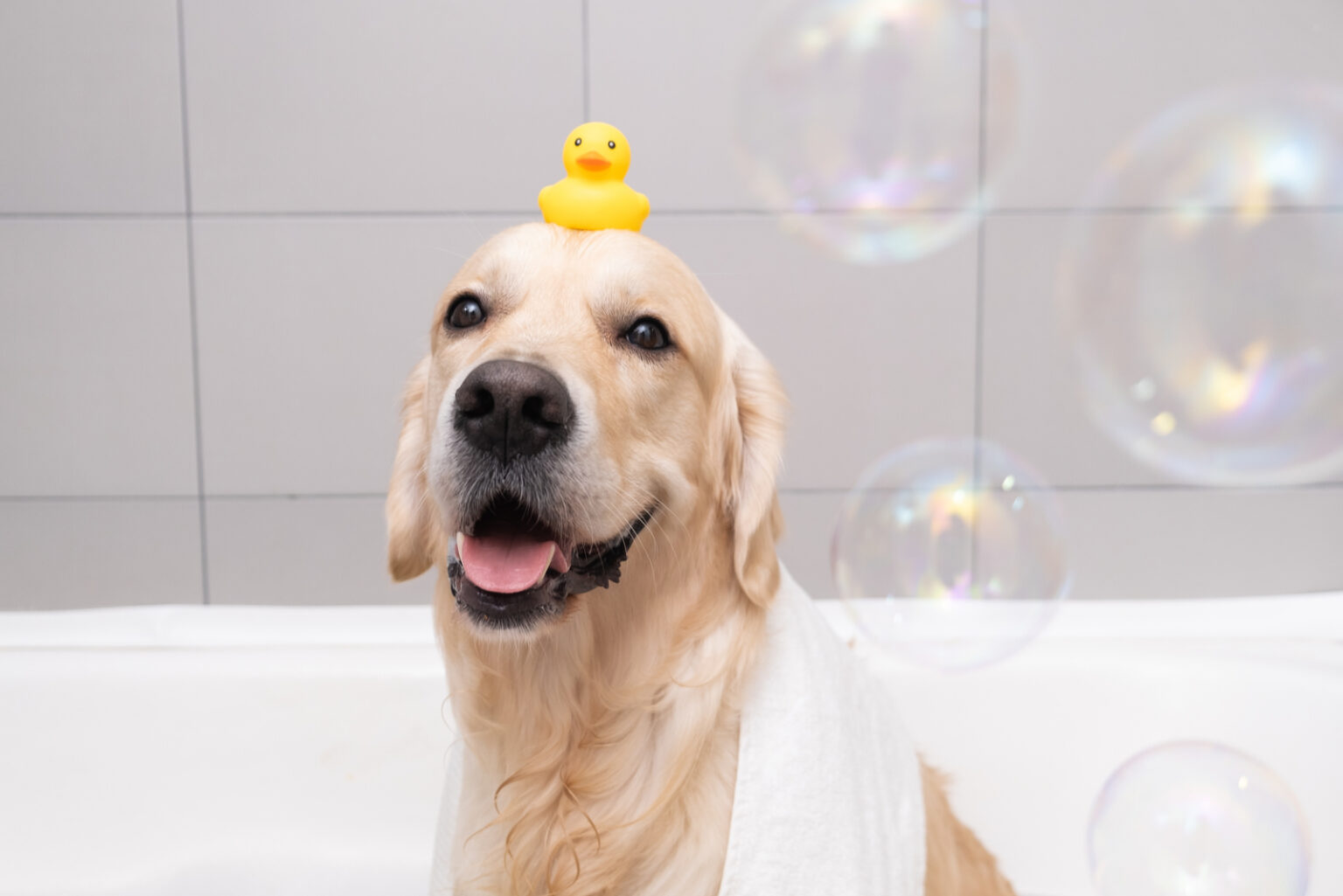 How Often Should You Bathe A Golden Retriever?