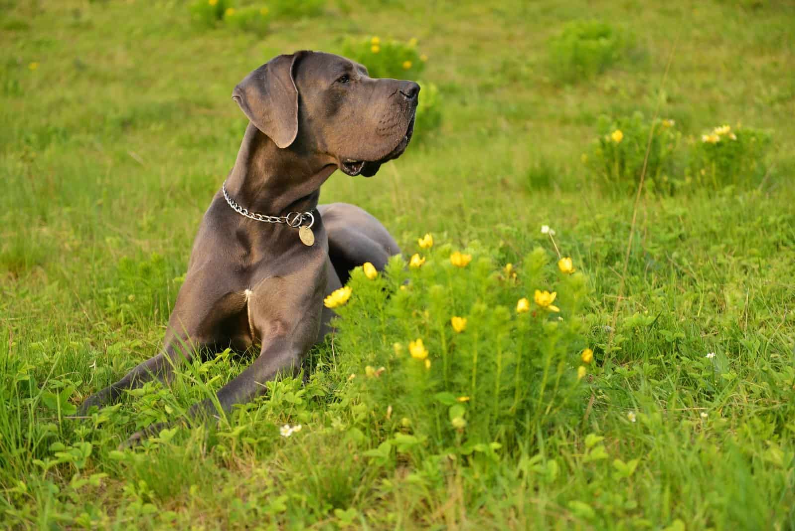 great dane lying in the grass
