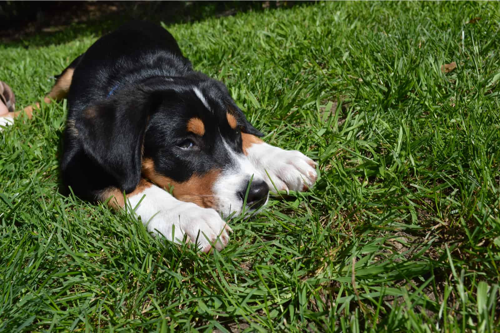 greater swiss mountain dog laying on the grass