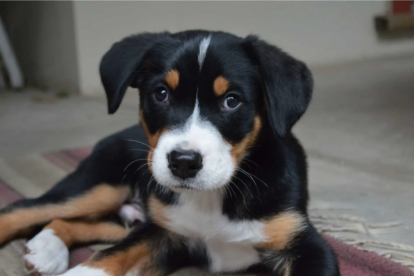 greater swiss mountain dog puppy