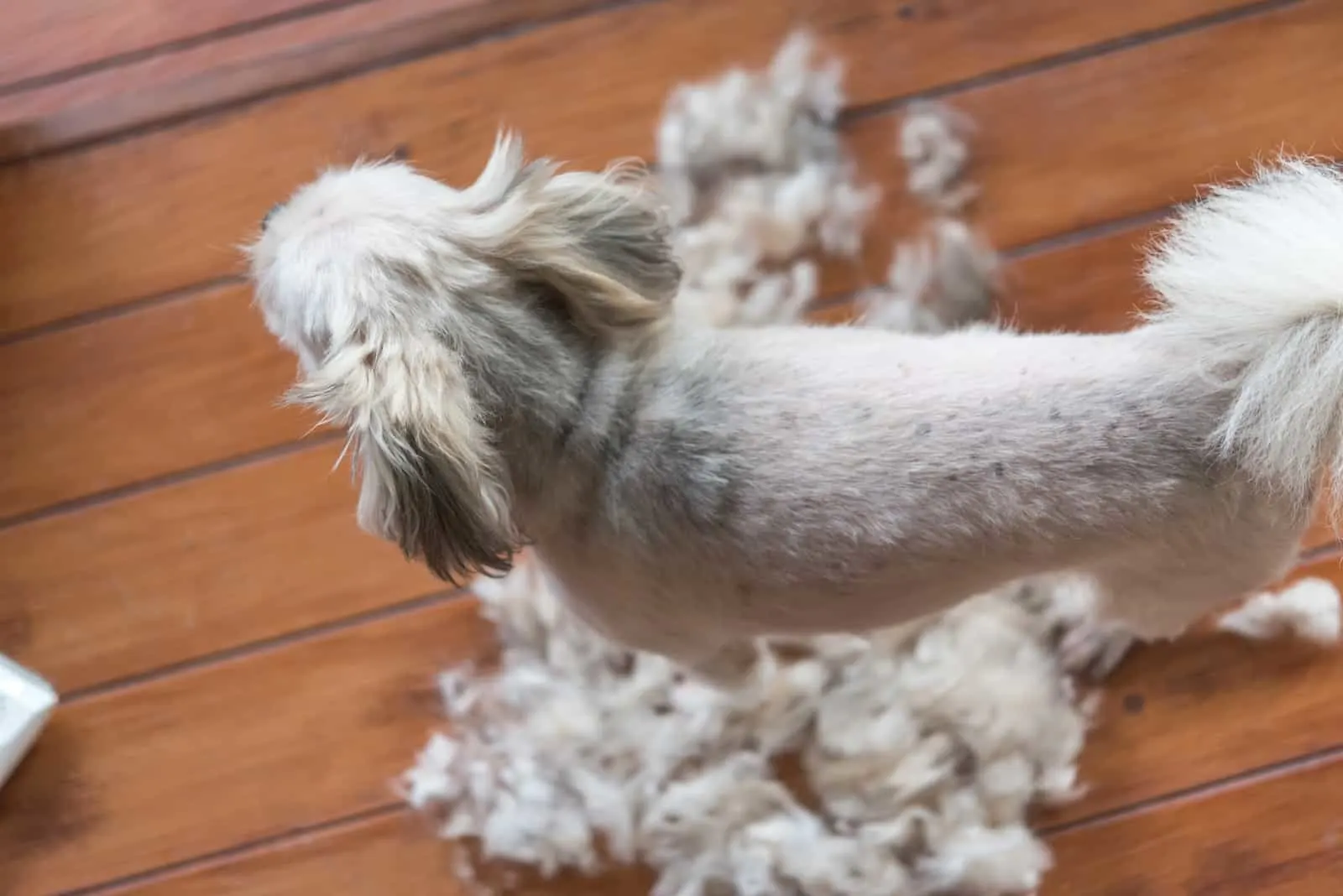 grooming white dog