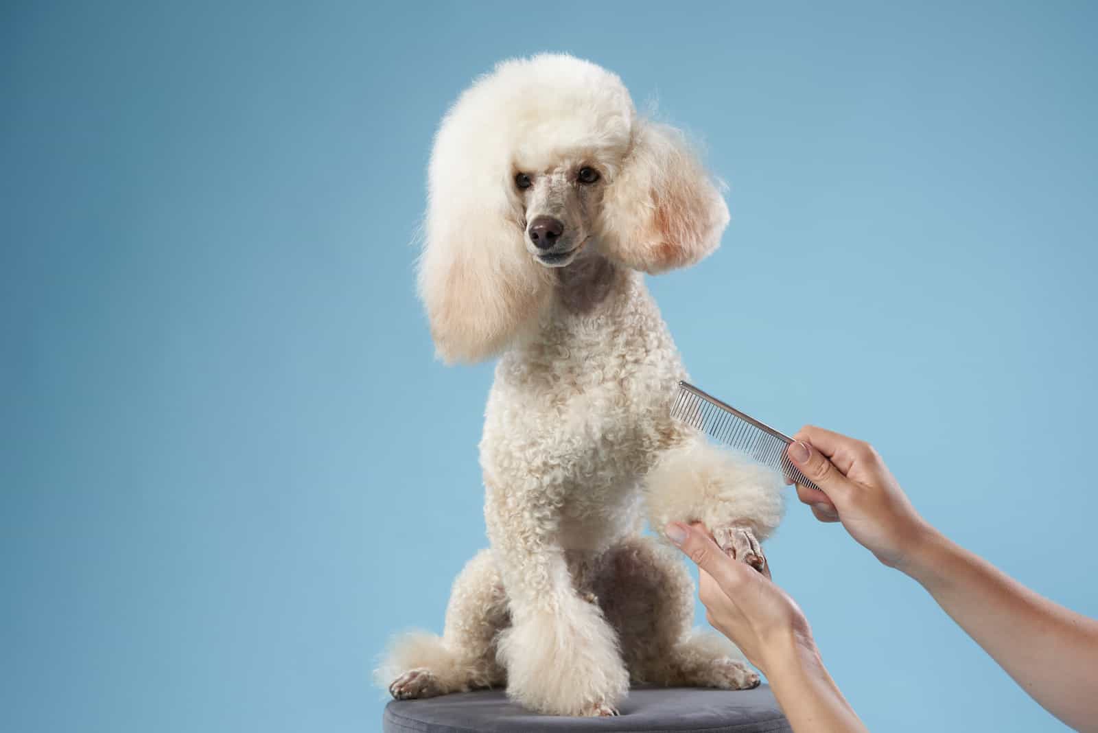 grooming white poodle